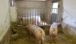 *CANCELLED* Using genetics to strengthen your pig herd: Cornwall